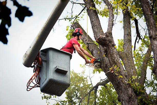 Best Tree Maintenance Programs  in Fairmont, NC